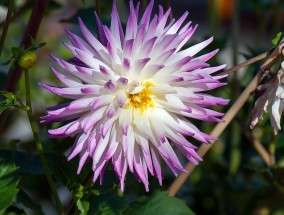 适合养孩子的花卉植物与三门峡市花卉交易场三门峡花卉批发市场电话